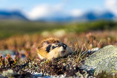 Tiere in der Tundra