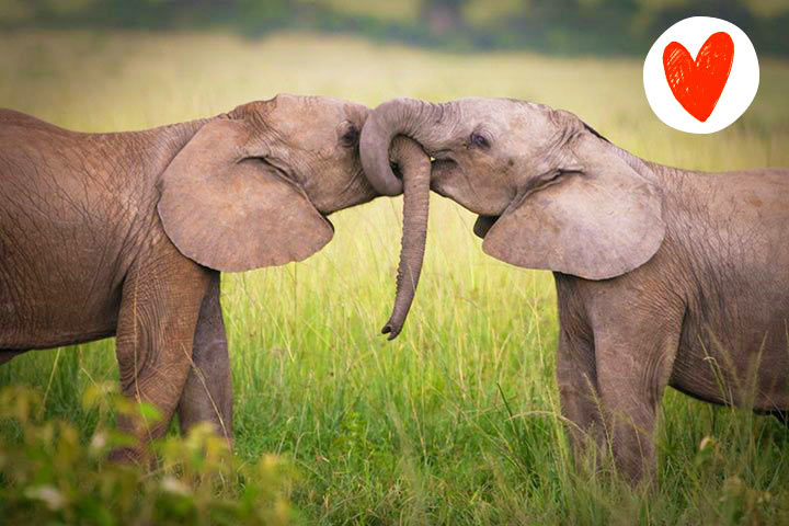 Afrikanische Elefanten