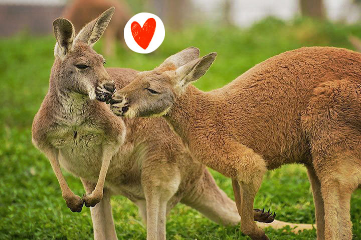 Rotes Riesenkänguru