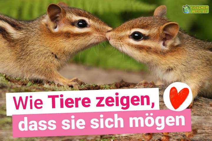 Wie Tiere zeigen, dass sie sich mögen