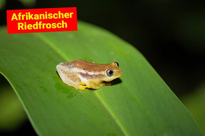 Afrikanischer Riedfrosch