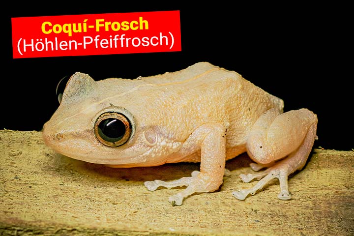 Coquí-Frosch