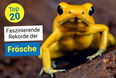 Frosch-Rekorde