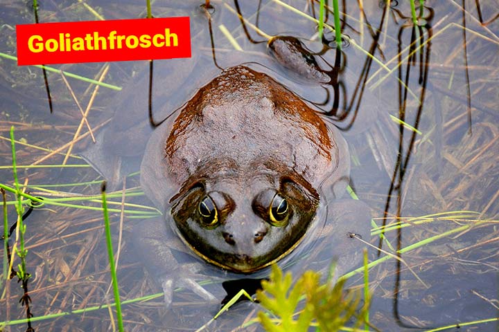 Goliathfrosch