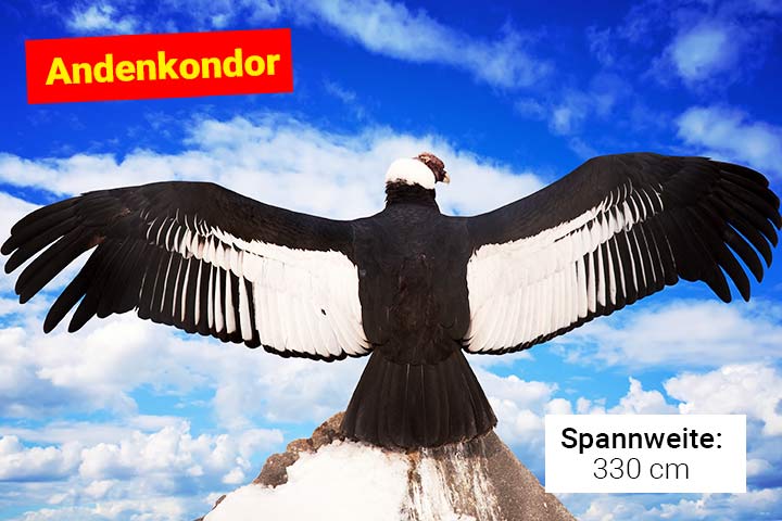 Andenkondor