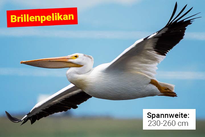 Brillenpelikan
