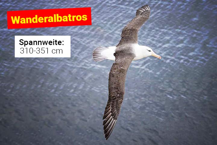 Wanderalbatros