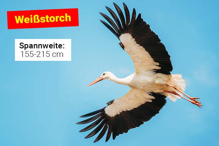 Weißstorch