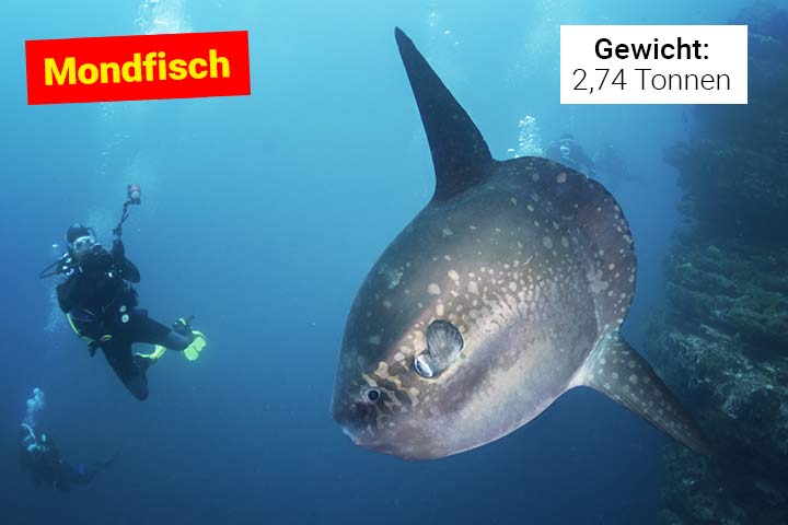 Mondfisch