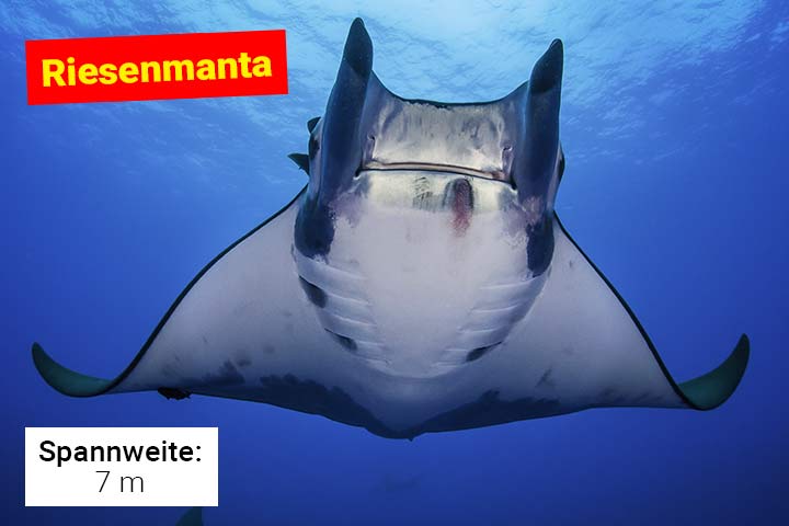 Riesenmanta