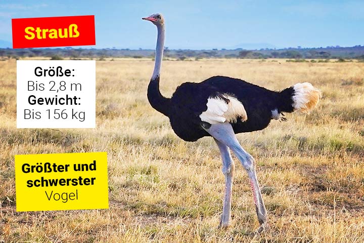 Strauß