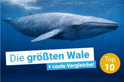 Die größten Wale
