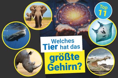 Welches Tier hat das größte Gehirn?