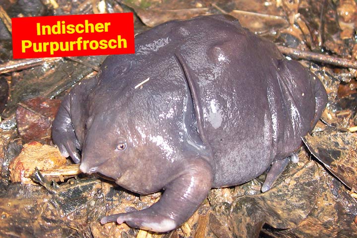 Indischer Purpurfrosch