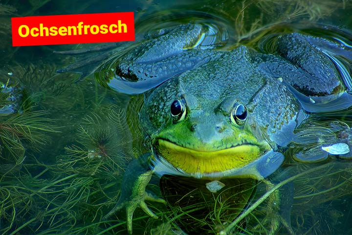 Ochsenfrosch