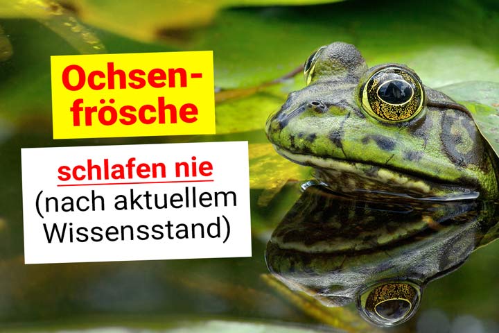 Ochsenfrosch