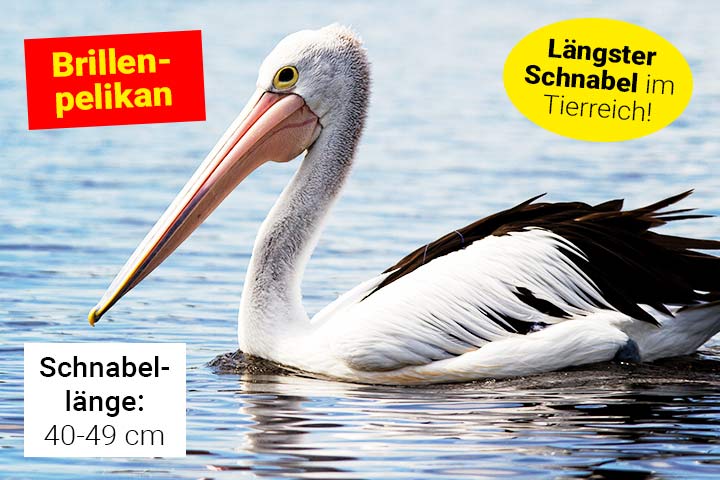 Brillenpelikan
