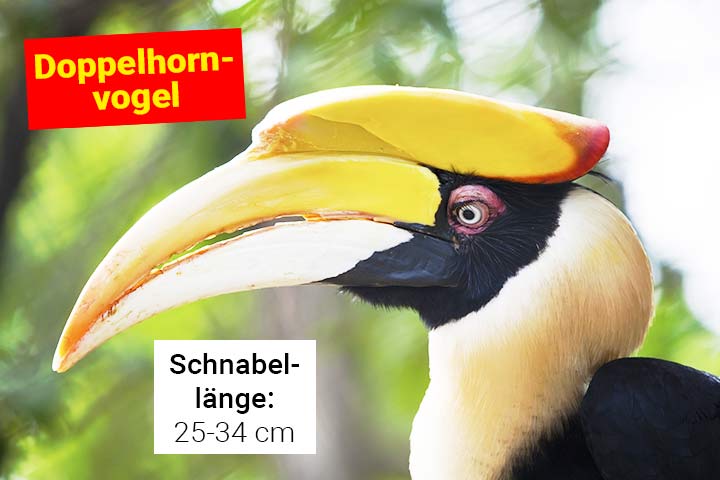 Doppelhornvogel