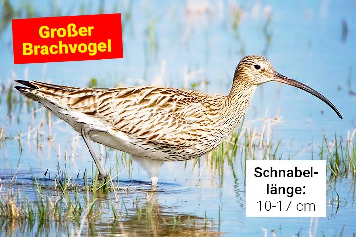 Großer Brachvogel