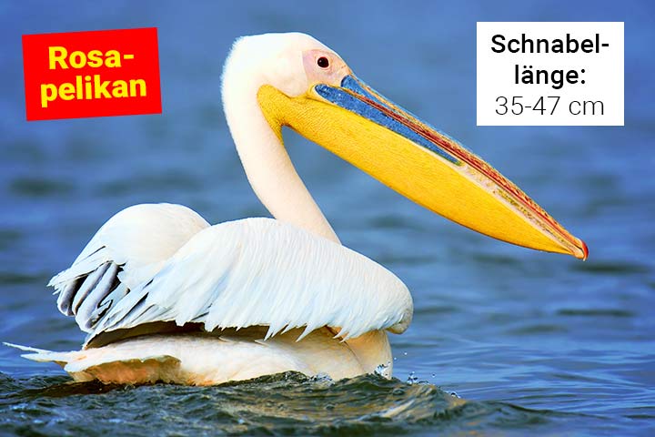 Rosapelikan