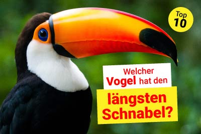 Die längsten Schnäbel