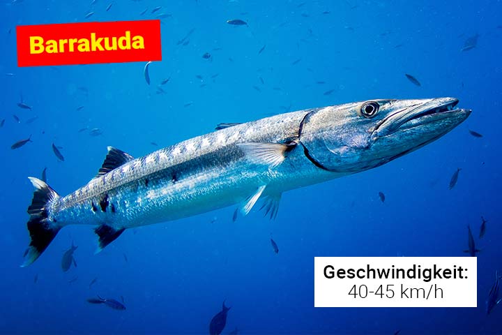 Barrakuda