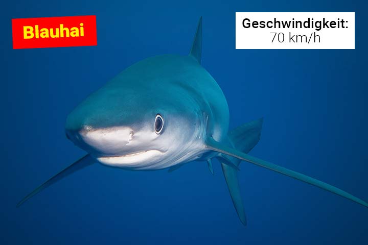Blauhai