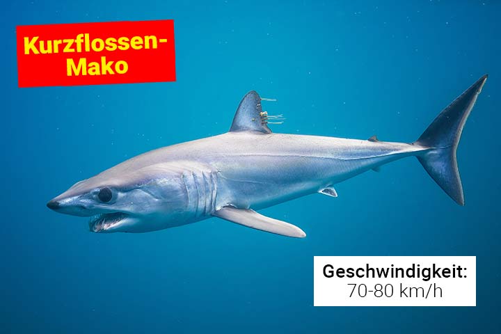 Kurzflossen-Mako