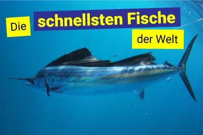 Die schnellsten Fische