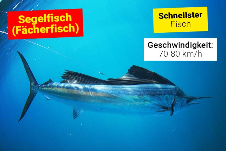 Segelfisch