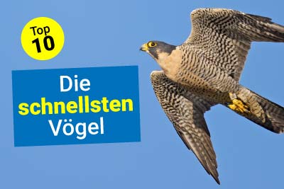 Die schnellsten Vögel
