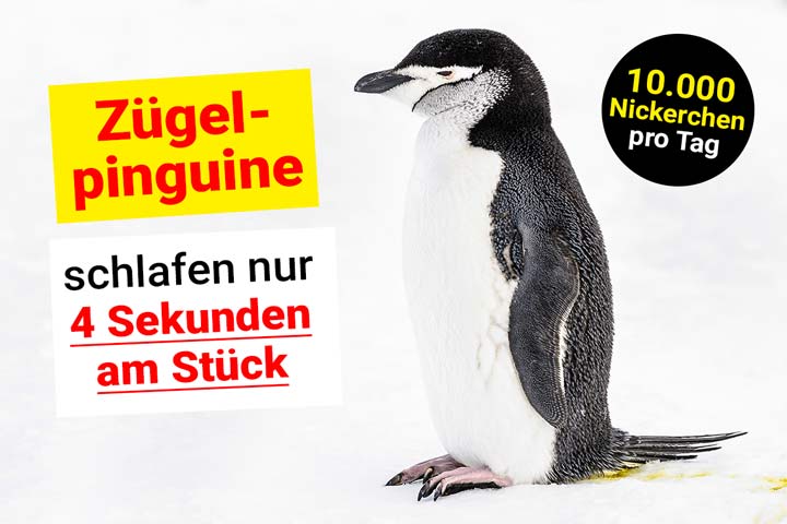 Zügelpinguin