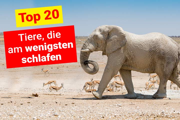 Die Tiere, die am wenigsten schlafen