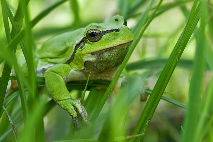 Frosch