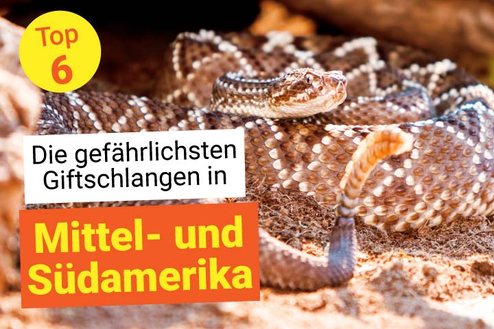 Schauer-Klapperschlange