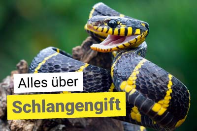 Alles über Schlangengift