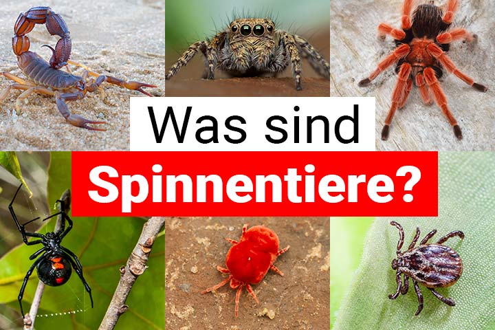Was sind Spinnentiere?