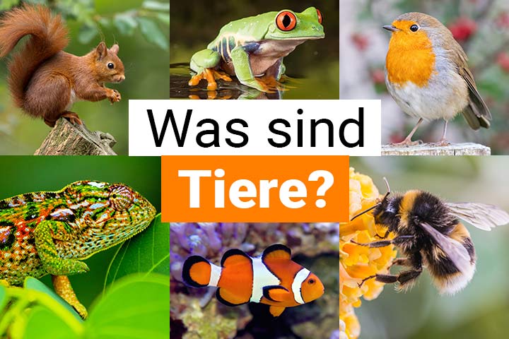 Was sind Tiere?