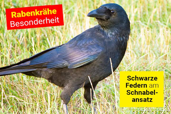 Besonderheit der Rabenkrähe