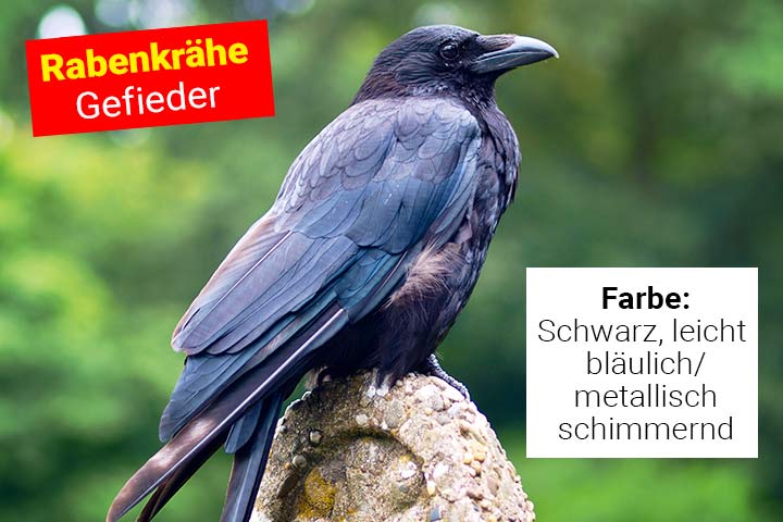 Gefieder der Rabenkrähe