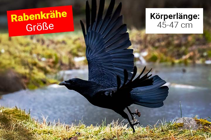 Größe der Rabenkrähe