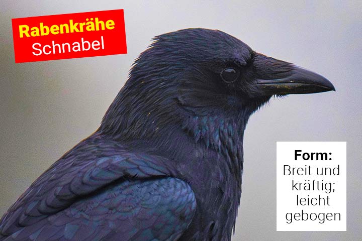 Schnabel der Rabenkrähe Schnabel der Rabenkrähe