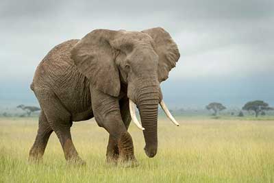 Afrikanischer oder Asiatischer Elefant