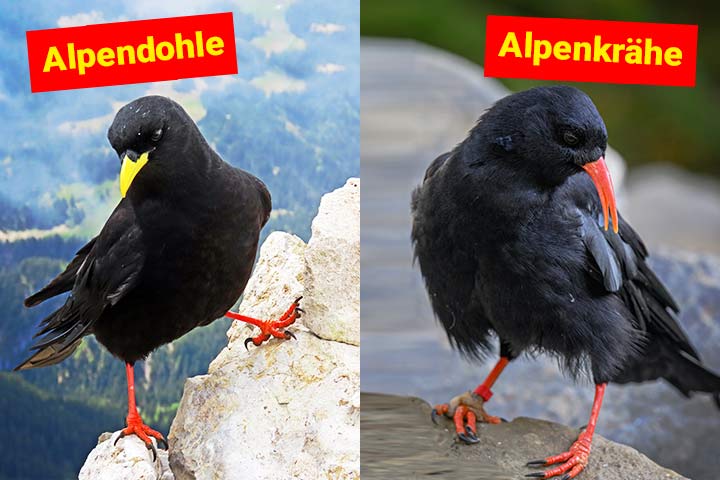 Alpendohle und Alpenkrähe Alpendohle und Alpenkrähe