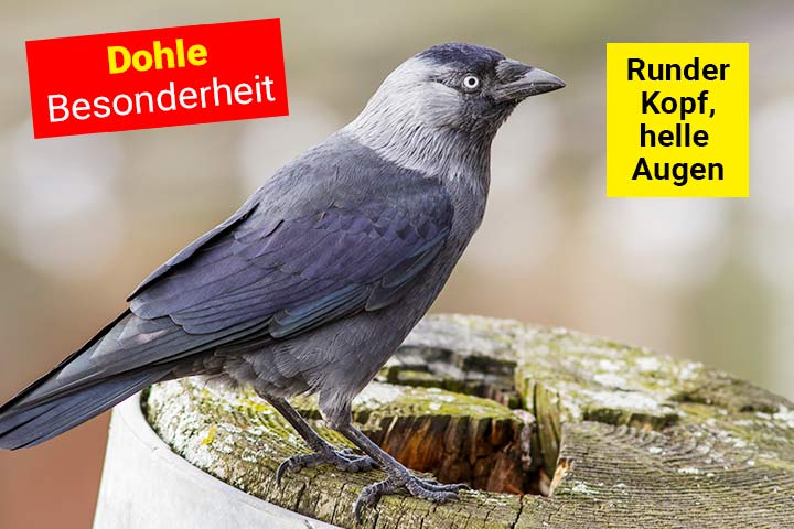 Besonderheit der Dohle