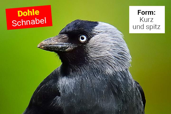 Schnabel der Dohle Schnabel der Dohle