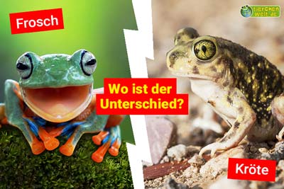 Frosch oder Kröte? Wo ist der Unterschied?