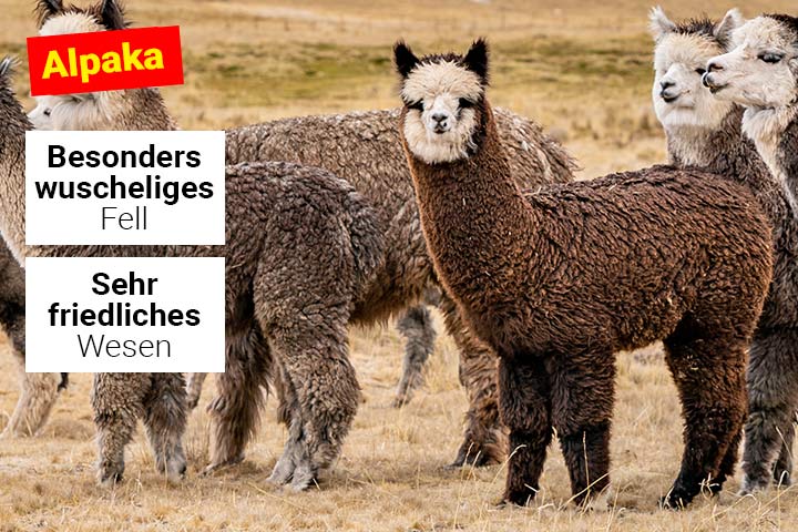 Alpaka