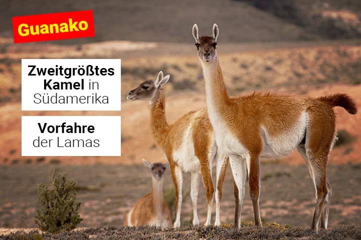 Guanako