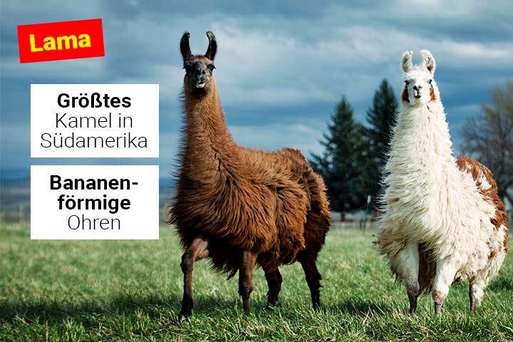 Lama